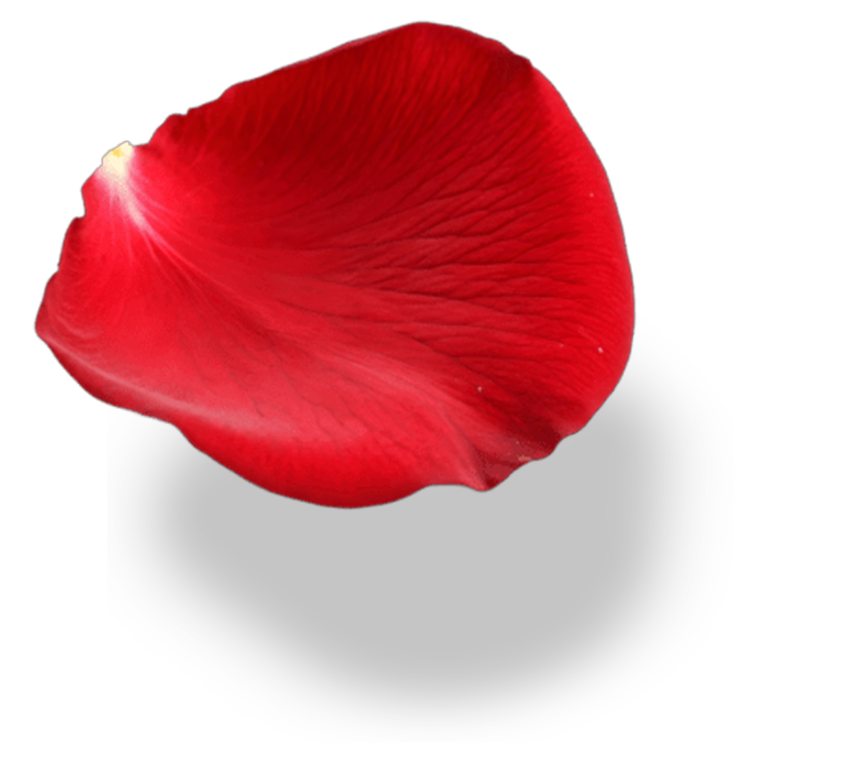 Red Rose Pedal